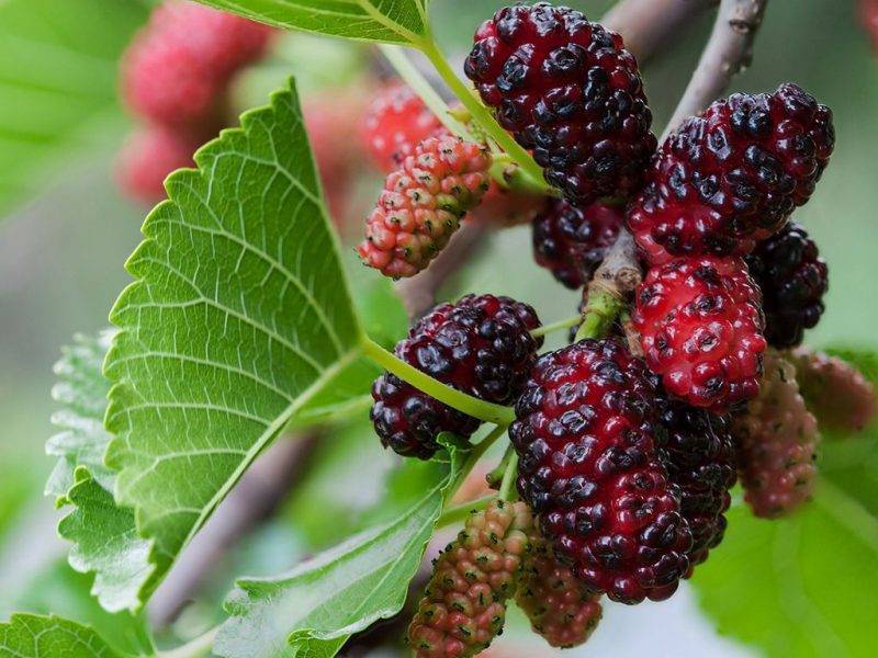 Шелковица купить саженцы из питомнике в Чите