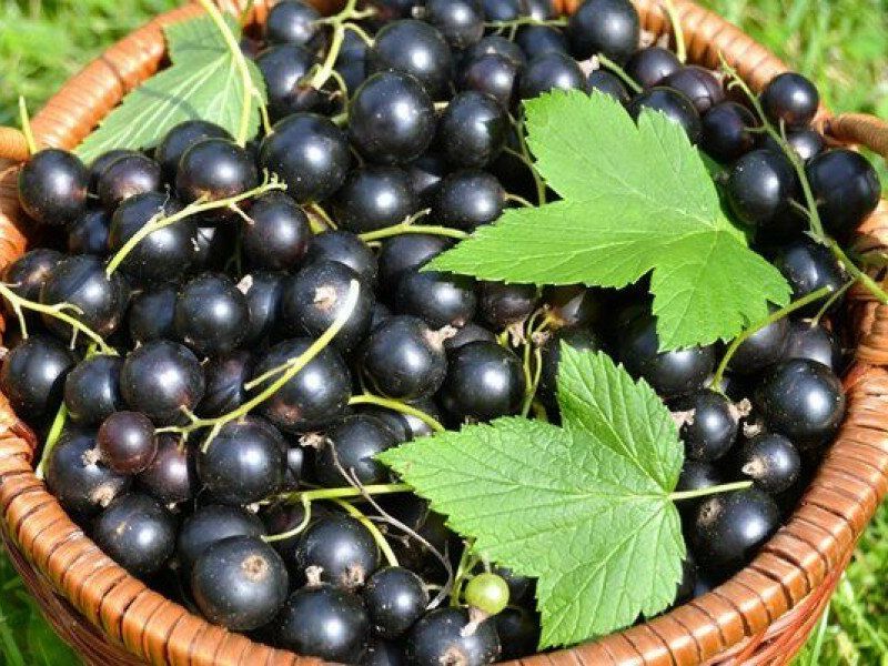 Смородина купить саженцы из питомника в Чите