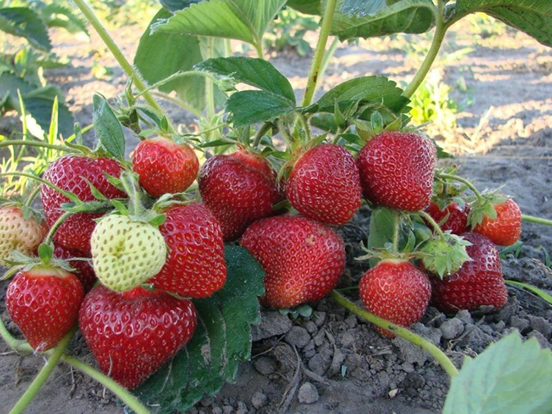 Клубника купить саженцы из питомника в Чите