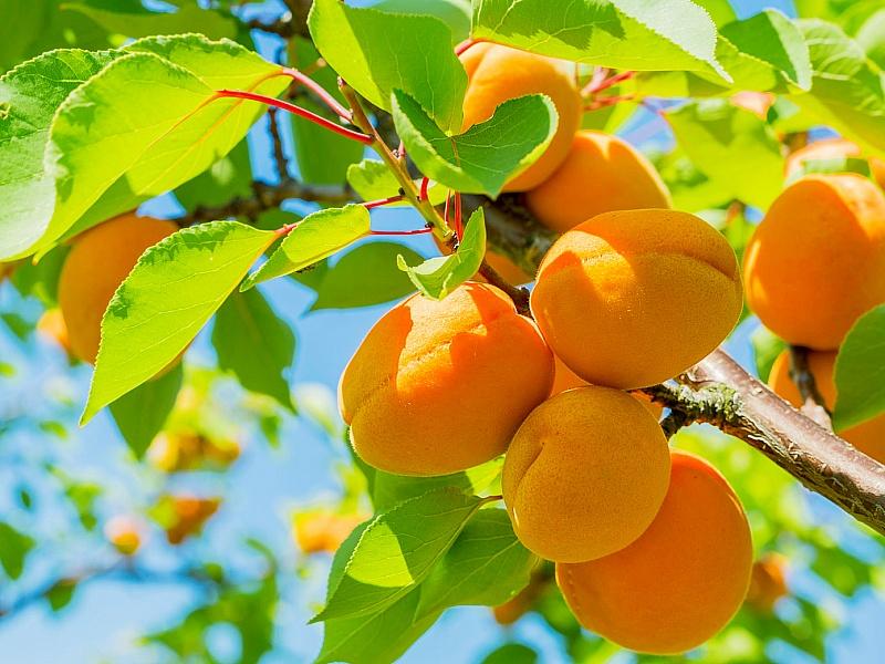 Абрикос купить саженцы из питомнике в Чите