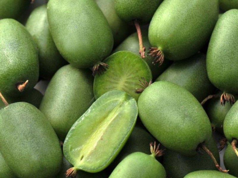 Актинидия купить саженцы из питомнике в Чите
