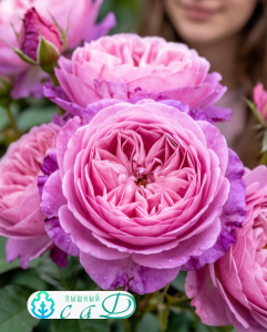 Роза "ЛУИС ОДЬЕР"