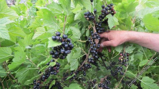 Смородина "ВОЛОГДА"
