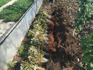Малина "ПШЕХИБА"