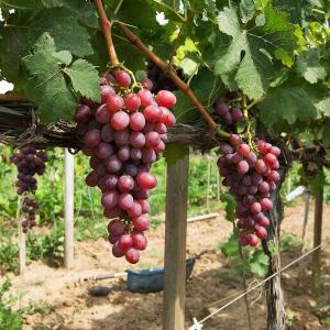 Виноград "АМЕТИСТ НОВОЧЕРКАССКИЙ" ранний